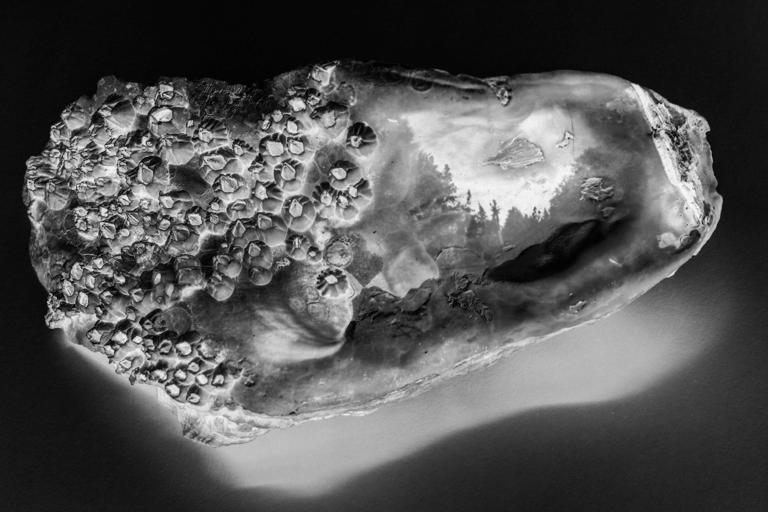 Opening Night Feast Feb 27th: “Consider the Oyster” while Snacking on Oysters